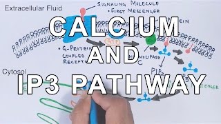 Calcium amp IP3 Pathway [upl. by Maghutte]