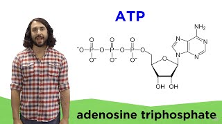 Metabolism and ATP [upl. by Kirby]