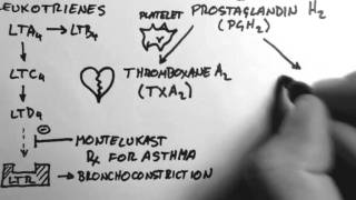 Arachidonic Acid amp Eicosanoids [upl. by Maite5]