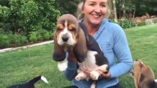 European basset hound puppies at 7 weeks [upl. by Dralliw]