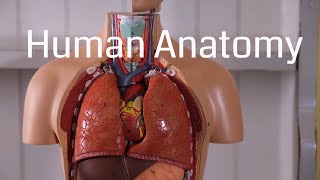 Basic Human Anatomy for Beginners [upl. by Islehc]