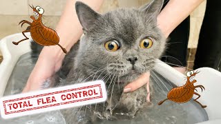 HOW TO GET RID OF FLEAS FAST CHEAP AND EASY 🙀 LEARN SECRETS HOW TO TREAT YOUR CAT KITTEN AND HOME [upl. by Ndnarb]