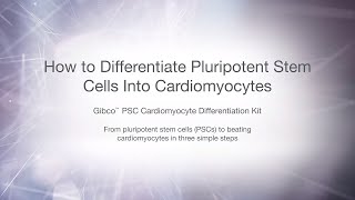 How to differentiate pluripotent stem cells PSC into cardiomyocytes [upl. by Dedra]