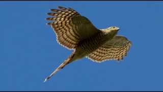 Sparrowhawk Bird Call Bird Song [upl. by Dedie795]