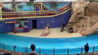 SeaWorld Orlando  Clyde and Seamore Take Pirate Island  CompleteFull video [upl. by Aisayt]