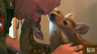 Oh Deer A Second Chance for Three Fawns  North Woods Law [upl. by Allicsirp477]