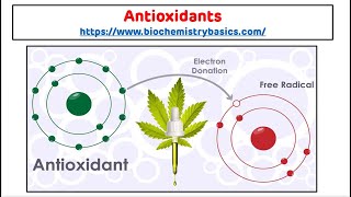 Antioxidants  Antioxidants Biochemistry  Free Radical Scavengers [upl. by Amorita]