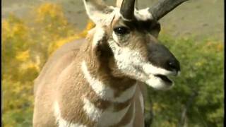 Pronghorn  National Park Animals for Kids [upl. by Goerke]