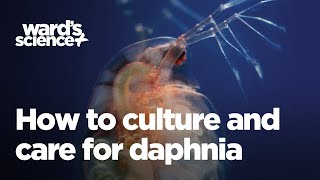 Caring and Culturing for Daphnia [upl. by Aerdua934]