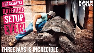 This Guys Giant Tortoise Sanctuary is Incredible [upl. by Bartel]