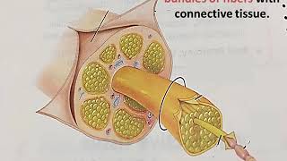 Nerve fiber and nerve [upl. by Enitsud]