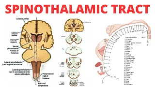 Spinothalamic Tract  PAIN ANATOMY [upl. by Graybill386]