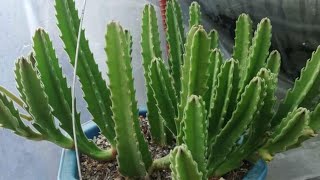 Stapelia Gigantea [upl. by Wilmette]