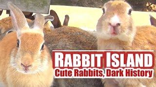 Japans Rabbit Island Cute Rabbits Dark History [upl. by Ecyar145]