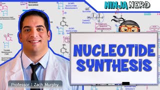 Metabolism  Nucleotide Synthesis  Purine amp Pyrimidine Synthesis [upl. by Pulsifer]