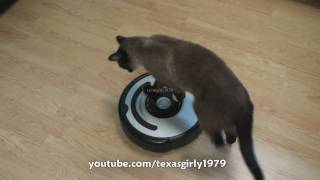 Cat shows HOW TO use iRobot Roomba Vacuum [upl. by Assel]