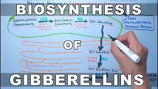 Biosynthesis of Gibberelins [upl. by Anahsek]