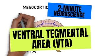 2Minute Neuroscience Ventral Tegmental Area VTA [upl. by Gnilrad]