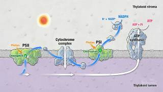 Photosynthesis Part 5 Light Reactions  HHMI BioInteractive Video [upl. by Malinin]