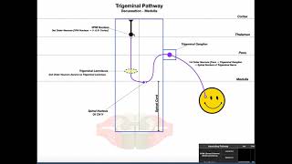 Trigeminal Lemniscus Pathway EXPLAINED  Facial Sensation [upl. by Ycnej537]