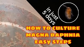 How to Culture Magna Daphnia Easily [upl. by Sammie]