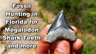 Fossil Hunting in Florida for Megalodon Shark Teeth  A Prehistoric Treasure Hunt [upl. by Glass567]