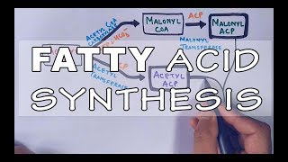 Fatty Acid Biosynthesis  Part II [upl. by Eemiaj]