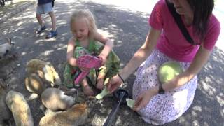 Bunny island Okunoshima [upl. by Sdlonyer702]