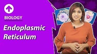 Endoplasmic Reticulum  CellStructure amp Function  Biology  Class 9 [upl. by Wehtta]