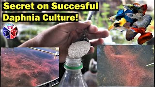 How to Culture Daphnia Successfully [upl. by Ehling]