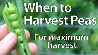 When to Harvest Peas [upl. by Reseda]