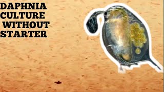 HOW TO CULTURE DAPHNIA NATURALLY WITHOUT A STARTER [upl. by Carey763]