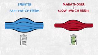 Easy Illustration of Muscle Fibre Types [upl. by Nyar120]