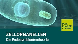 Zellorganellen  Die Endosymbiontentheorie [upl. by Monetta]