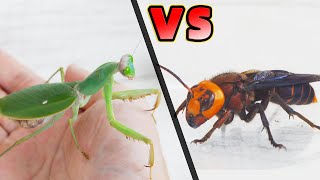 螳螂VS兇猛胡蜂，看看誰更厲害？Mantis VS Asian Giant Hornet [upl. by Carlton]