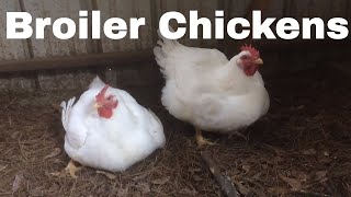 Chicken Breed Analysis The Broiler [upl. by Ilatfen]