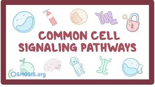 Common cell signaling pathway [upl. by Ajiam]