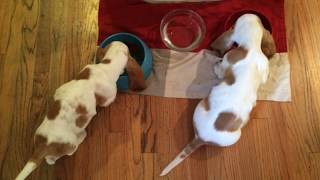 Basset Hound Puppies First Week Home [upl. by Oniliuqnart105]