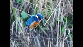 Kingfisher bird keeping its head still while preying [upl. by Heidi]