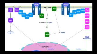 BrainDerived Neurotrophic Factor BDNF  Signaling amp Mechanism [upl. by Hirz]