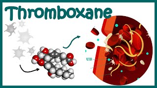 Thromboxane  Structure Biosynthesis and function [upl. by Anilam792]