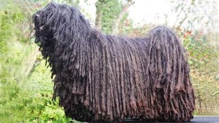 Dog Breed Video Hungarian Puli [upl. by Elberfeld359]