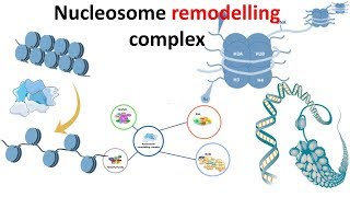 Nucleosome remodeling complex introduction [upl. by Ellehsor]