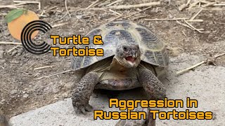 Aggression in Russian Tortoises [upl. by Eiuqcaj]