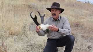 quotNorth American Pronghorn Antelopequot with Ron Spomer [upl. by Lonergan]