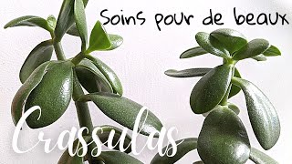 🌿 Soins pour de beaux Crassulas [upl. by Lelith54]