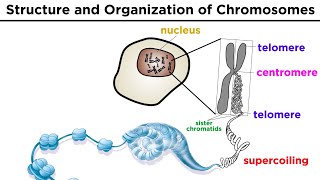 Chromosome Structure and Organization [upl. by Lennie995]