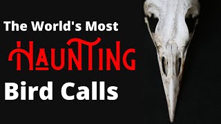 The Most Haunting Birds Songs of the World [upl. by Rafaj]