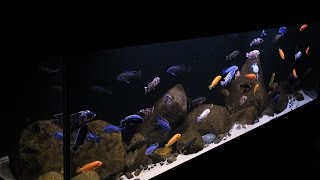 Lake Malawi Display Aquarium 125 Gallon Aggressive Mbuna [upl. by Enidualc165]