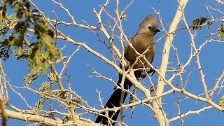 Grey go away bird [upl. by Weatherby684]